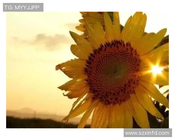 张宁的成长之路：从青涩少年到职场精英的励志故事